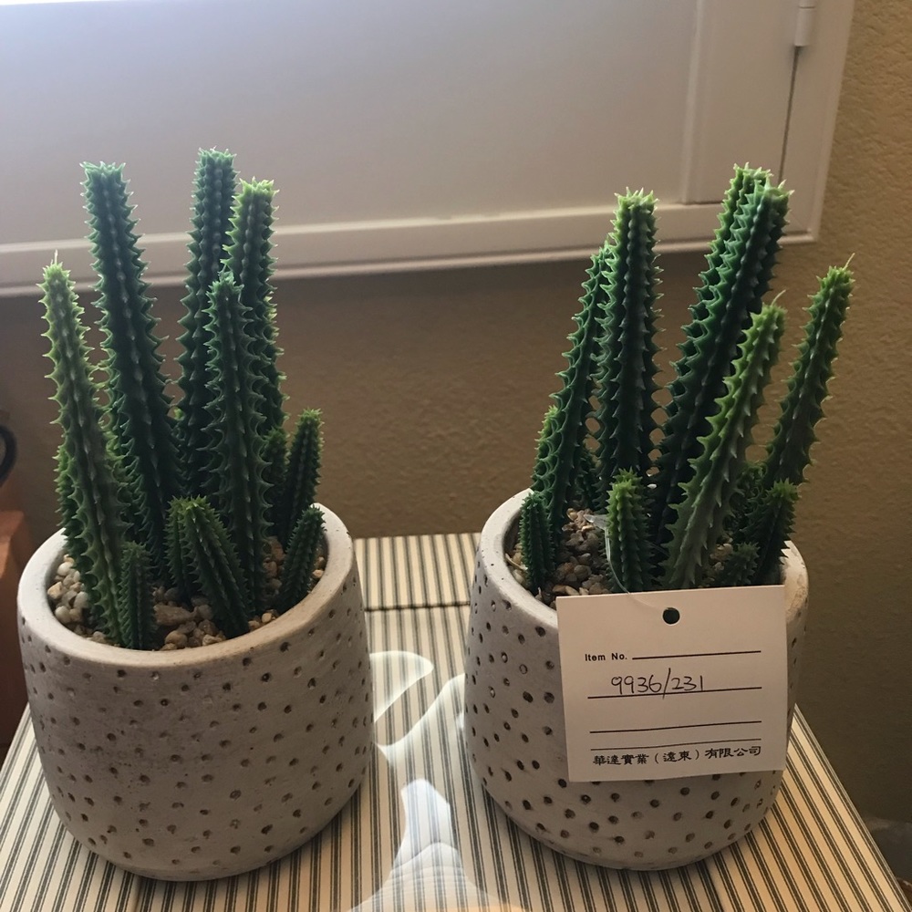 PM06003 Two Artificial Succulents in Ceramic Pot